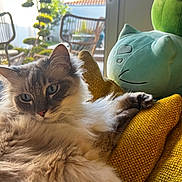 Matoucha participe au concours pour gagner de l'argent avec cette photo : cat, fluffy, cushion, yellow, plush_toy, indoor, sunlight, window, glass_door, outdoor, garden, chair, plant, green, relaxing, pet, feline, closeup, cozy, soft