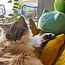 cat, fluffy, cushion, yellow, plush_toy, indoor, sunlight, window, glass_door, outdoor, garden, chair, plant, green, relaxing, pet, feline, closeup, cozy, soft