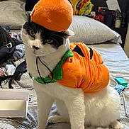 Stoney joined the competition — help win amazing prizes! animal, bed, bedroom, black_fur, cat, clothing, costume, expression, feline, furniture, hat, household, indoor, orange, pet, plush, pumpkin, sitting, striped_bedspread, white_fur