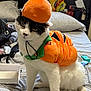 animal, bed, bedroom, black_fur, cat, clothing, costume, expression, feline, furniture, hat, household, indoor, orange, pet, plush, pumpkin, sitting, striped_bedspread, white_fur