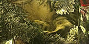 Luna joined the competition — help win amazing prizes! cat, tabby, christmas_tree, ornament, holiday, festive, greenery, pine_branches, red_ornament, white_ornament, pet, animal, indoor, decorations, curious, feline, nature, closeup, cozy, wrapped_gift