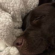 Harley participe au concours pour gagner de l'argent avec cette photo : dog, sleeping, close_up, brown_dog, nose, blanket, cozy, fur, pet, resting, indoors, snout, animal, cute, soft_texture, relaxation, face, comfort, warm, nap