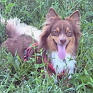 Aïko participe au concours pour gagner de l'argent avec cette photo : dog, grass, outdoor, pet, canine, greenery, smiling, tongue_out, fur, nature, animal, happy, muzzle, ears, collar, leaves, field, closeup, daylight, playful