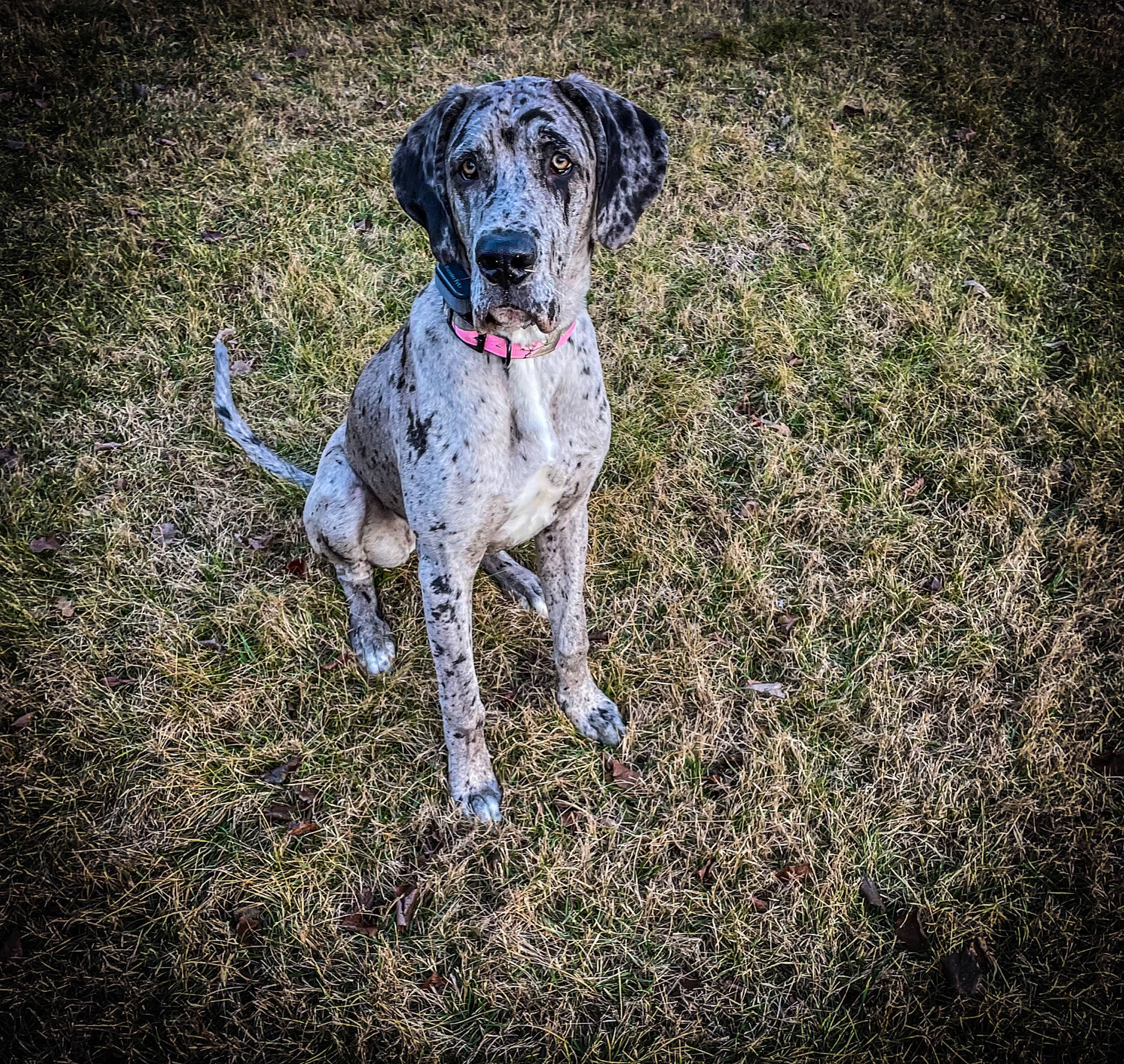 Dottie is registered to the contest to win money with this photo: canidae, carnivore, collar, companion_dog, dalmatian, dog, dog_breed, dog_collar, dog_supply, fawn, grass, gun_dog, hunting_dog, non_sporting_group, plant, snout, soil, sporting_group, working_animal, working_dog
