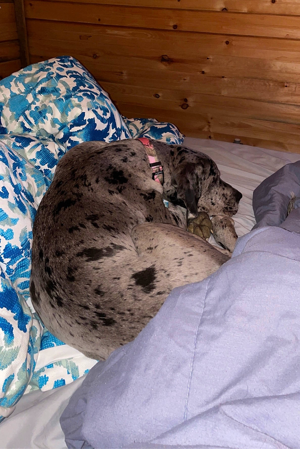 Dottie is registered to the contest to win money with this photo: carnivore, cat, comfort, dog_breed, domestic_short_haired_cat, fawn, felidae, fur, grey, leopard, linens, room, small_to_medium_sized_cats, snout, tail, terrestrial_animal, textile, vertebrate, whiskers, wood