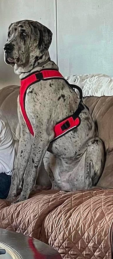 Dottie is registered to the contest to win money with this photo: ancient_dog_breeds, canidae, carnivore, collar, comfort, companion_dog, dog, dog_breed, dog_collar, dog_supply, fawn, giant_dog_breed, guard_dog, leash, liver, pet_supply, snout, sporting_group, working_animal, wrinkle