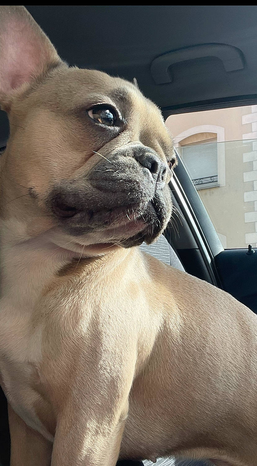 Xena participe au concours pour gagner de l'argent avec cette photo : automotive_mirror, bulldog, carnivore, collar, comfort, companion_dog, dog, dog_breed, dog_collar, ear, fawn, fur, snout, sporting_group, toy_dog, whiskers, window, windshield, working_animal, wrinkle