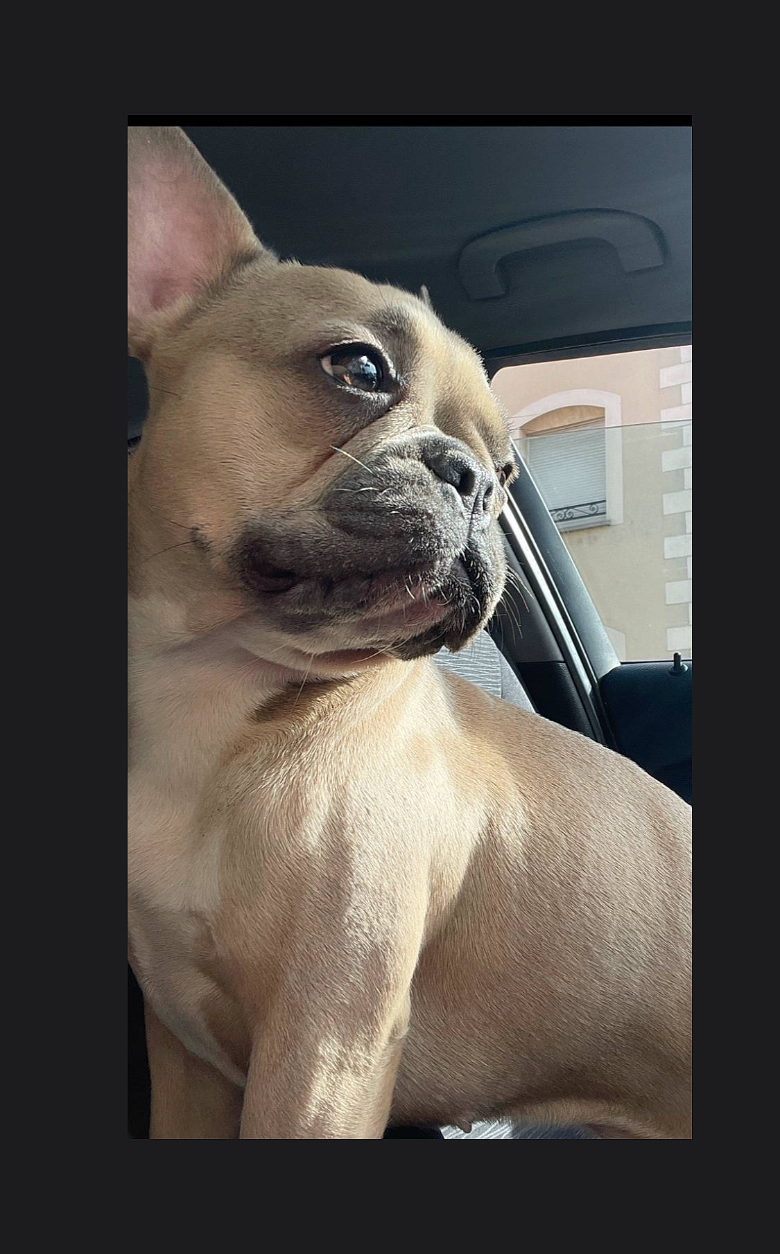 Xena participe au concours pour gagner de l'argent avec cette photo : canidae, carnivore, collar, comfort, companion_dog, dog, dog_breed, dog_collar, ear, fur, snout, sporting_group, terrestrial_animal, tints_and_shades, toy_dog, whiskers, window, windshield, working_animal, wrinkle