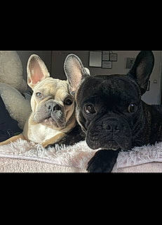 Xena participe au concours pour gagner de l'argent avec cette photo : bulldog, canidae, carnivore, comfort, companion_dog, dog, dog_breed, ear, fawn, french_bulldog, non_sporting_group, pug, snout, terrestrial_animal, toy_dog, vertebrate, whiskers, working_animal, wrinkle