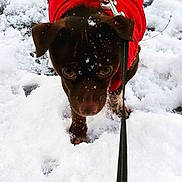 Hershey joined the competition — help win amazing prizes! animal, brown_fur, close_up, cold, curious, cute, dog, eyes, leash, nose, outdoor, paws, pet, portrait, puppy, red_coat, snow, snowflakes, walking, winter