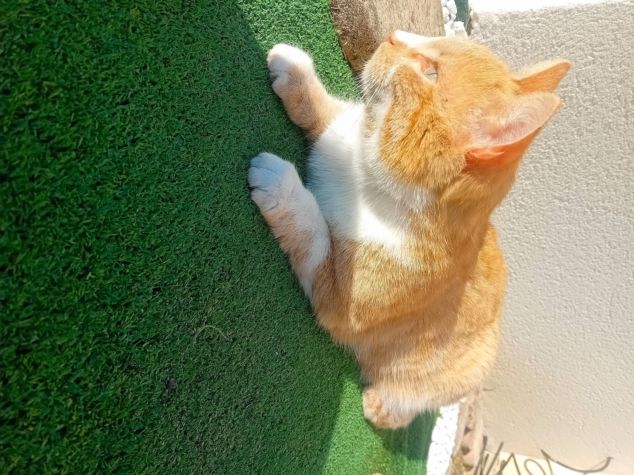 Caramel a rejoint le concours — aidez-le/la à gagner de superbes lots ! canidae, carnivore, cat, claw, domestic_short_haired_cat, eye, fawn, felidae, foot, fur, grass, human_leg, paw, plant, small_to_medium_sized_cats, snout, tail, toy, whiskers, wood