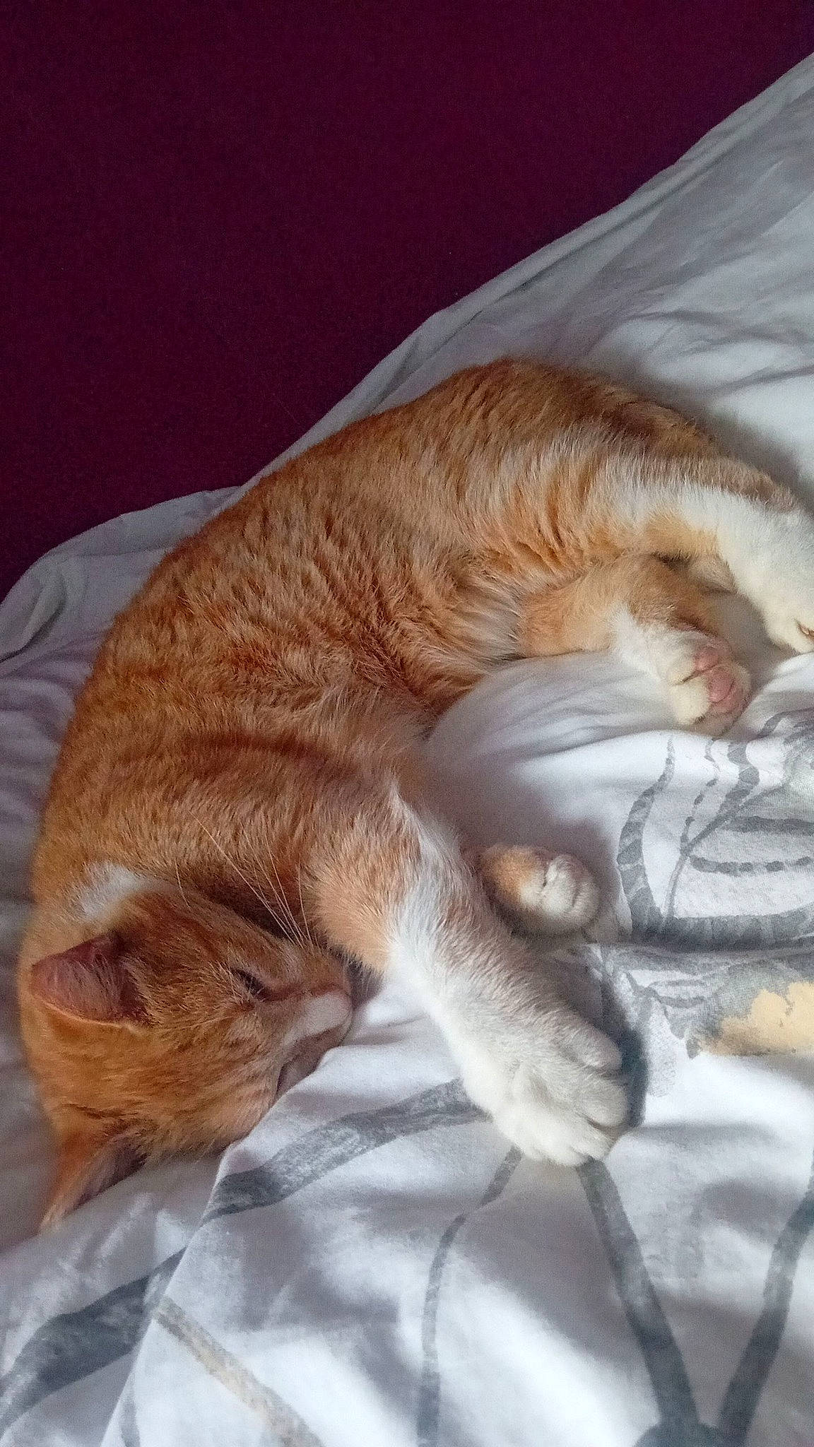 Caramel participe au concours pour gagner de l'argent avec cette photo : bed, carnivore, cat, cat_supply, claw, comfort, domestic_short_haired_cat, ear, fawn, felidae, fur, linens, nap, paw, sleep, small_to_medium_sized_cats, snout, tail, whiskers, wood