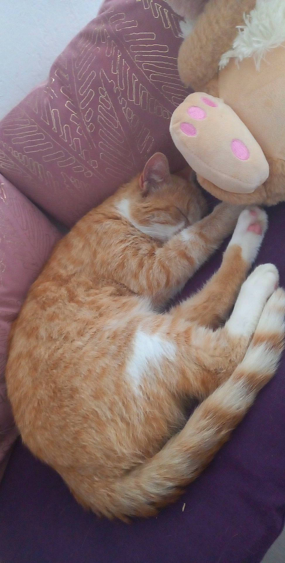 Caramel a rejoint le concours — aidez-le/la à gagner de superbes lots ! carnivore, cat, claw, comfort, domestic_short_haired_cat, fawn, felidae, foot, fur, gesture, hardwood, human_leg, paw, small_to_medium_sized_cats, snout, stuffed_toy, tail, toy, whiskers, wood