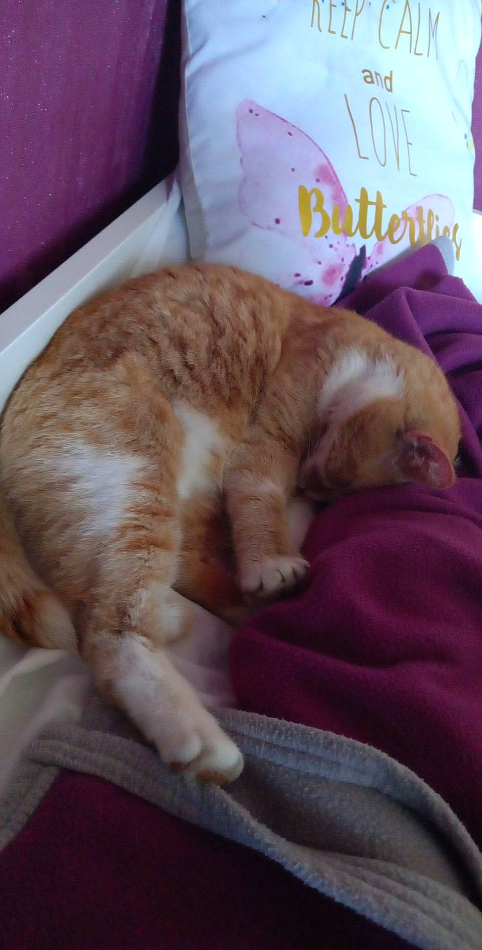 Caramel a rejoint le concours — aidez-le/la à gagner de superbes lots ! bed, bedding, carnivore, cat, claw, comfort, domestic_short_haired_cat, duvet, fawn, felidae, fur, linens, nap, paw, pet_supply, pillow, sleep, small_to_medium_sized_cats, tail, whiskers