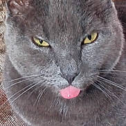 Gray Guy is registered to the contest to win money with this photo: cat, gray_cat, close_up, yellow_eyes, tongue_out, whiskers, pet, feline, indoor, texture, fur, playful, cheeky, mischievous, animal, domestic_animal, face, ears, nose, resting
