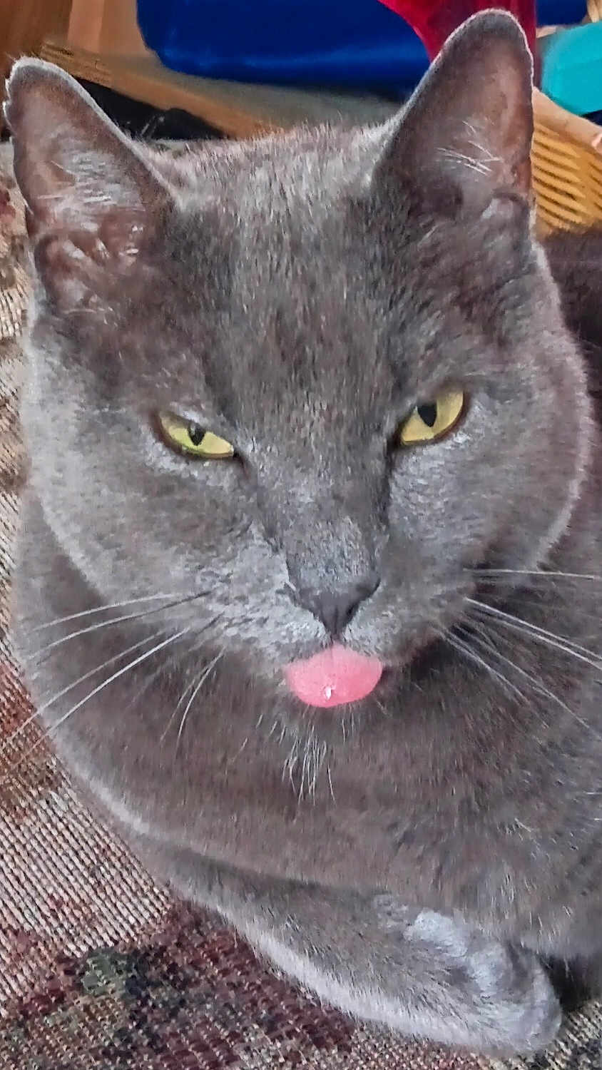 Gray Guy is registered to the contest to win money with this photo: cat, gray_cat, close_up, yellow_eyes, tongue_out, whiskers, pet, feline, indoor, texture, fur, playful, cheeky, mischievous, animal, domestic_animal, face, ears, nose, resting