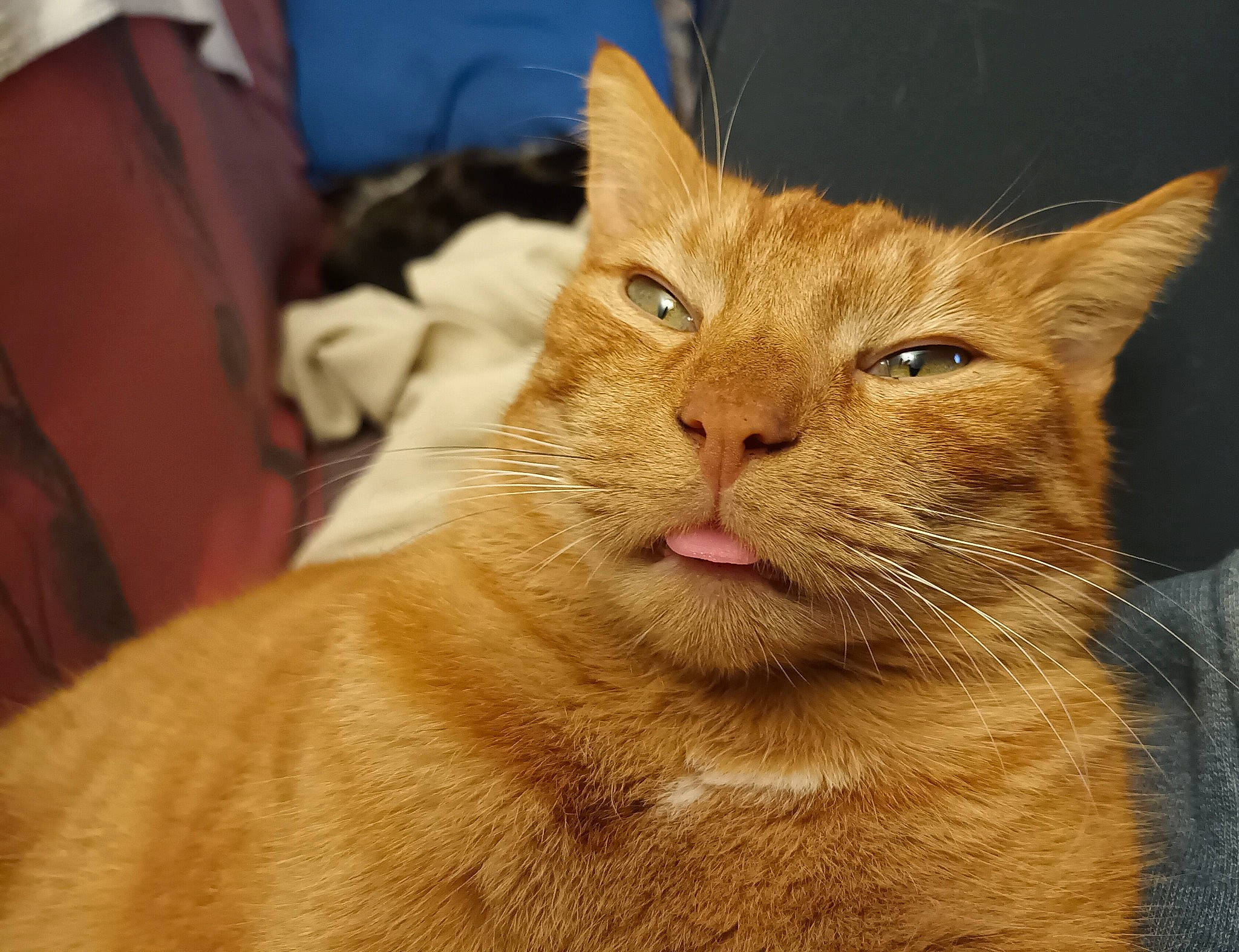 Simba a rejoint le concours — aidez-le/la à gagner de superbes lots ! carnivore, cat, comfort, domestic_short_haired_cat, ear, fawn, felidae, fur, small_to_medium_sized_cats, snout, terrestrial_animal, whiskers, wildlife, wood