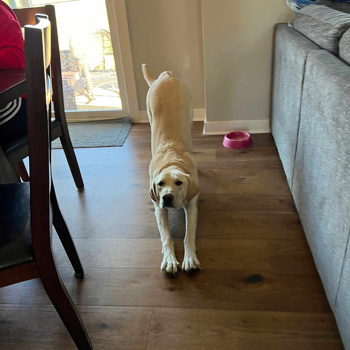Ace is registered to the contest to win money with this photo: animal, architecture, building, canine, chair, couch, dog, furniture, hardwood, homedecor, indoors, interiordesign, labradorretriever, livingroom, person, pet, puppy, room, rug, wood