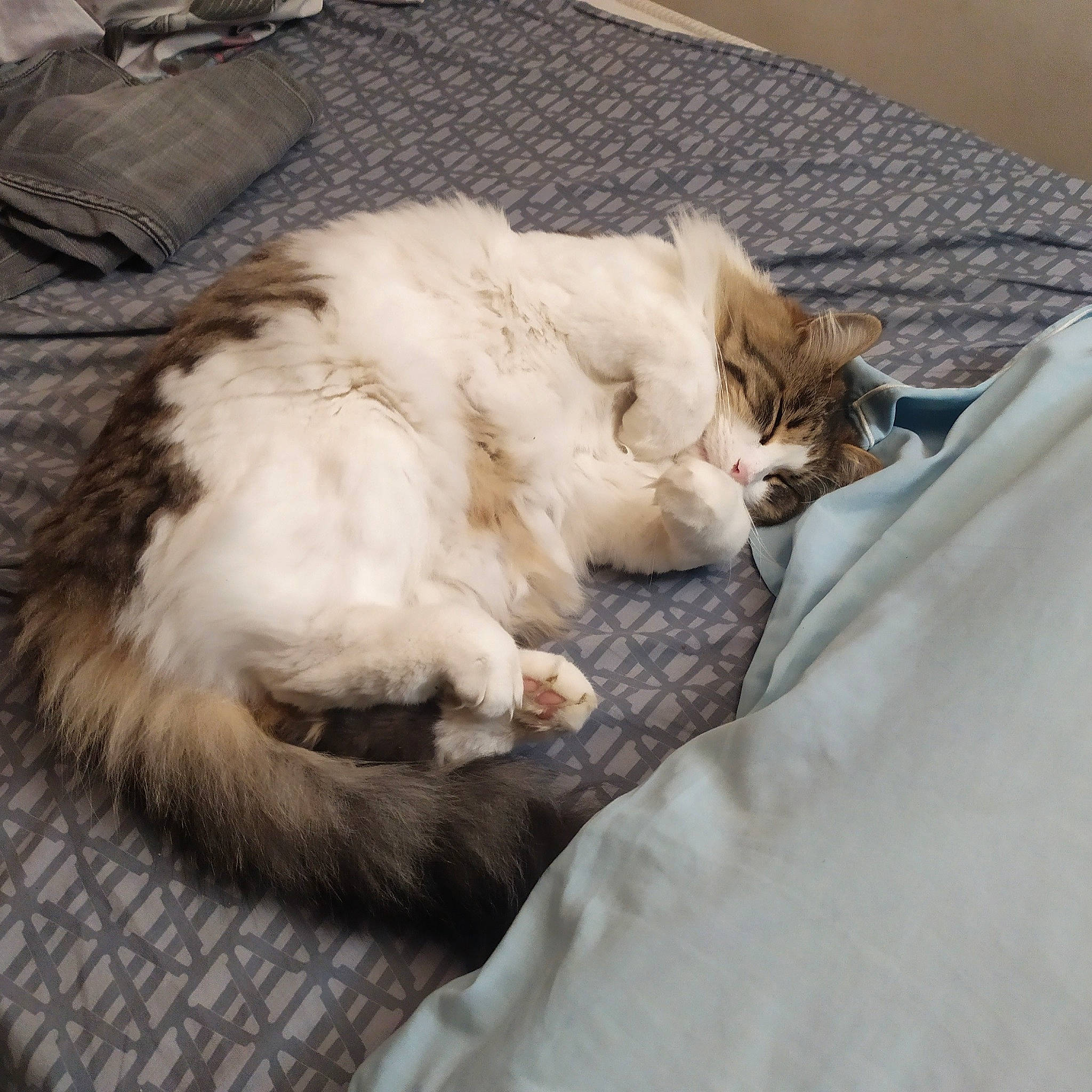 Copain participe au concours pour gagner de l'argent avec cette photo : bed, bedding, carnivore, cat, claw, comfort, companion_dog, dog_breed, domestic_short_haired_cat, felidae, flooring, fur, grey, linens, paw, small_to_medium_sized_cats, snout, tail, textile, whiskers