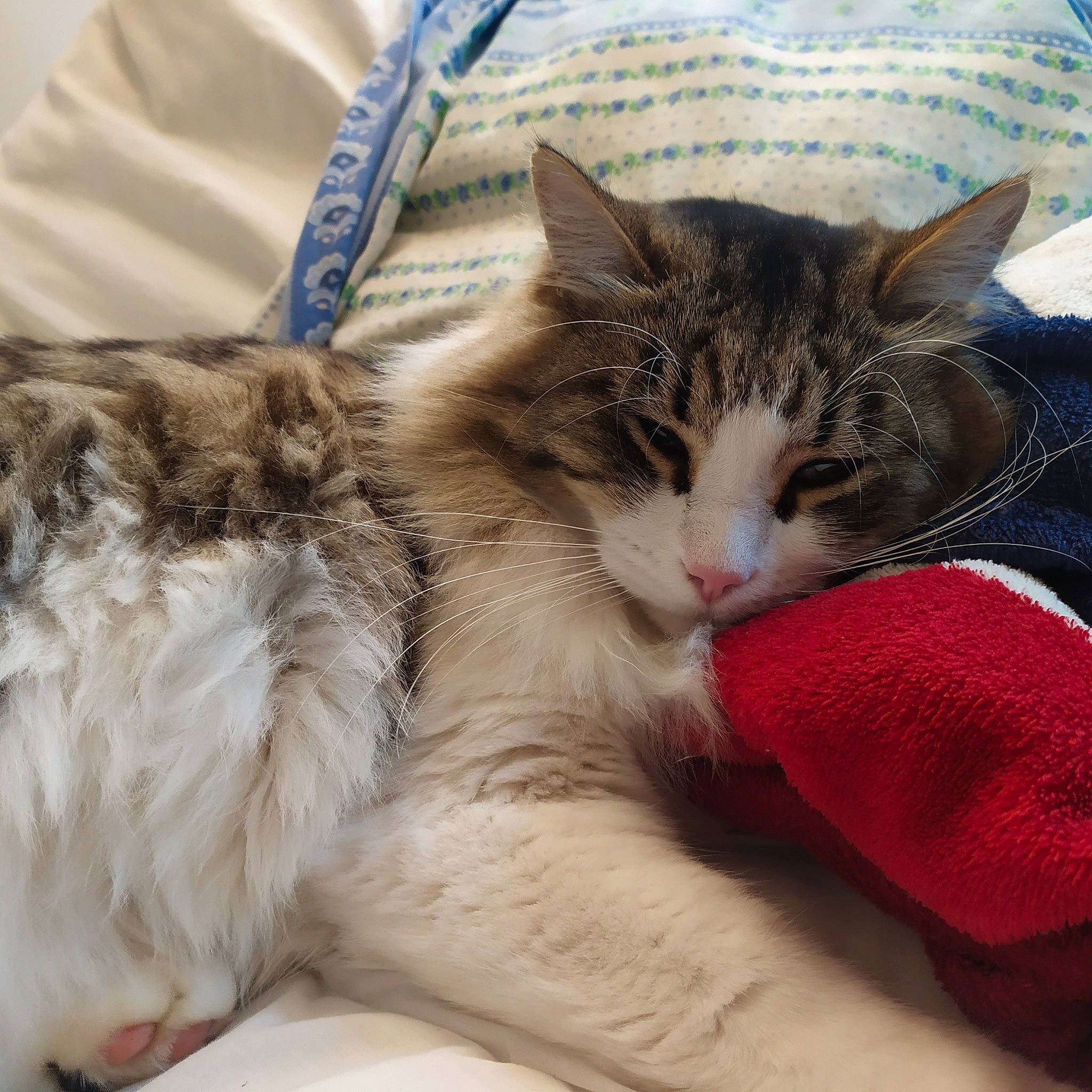 Copain a rejoint le concours — aidez-le/la à gagner de superbes lots ! bed, carnivore, cat, claw, comfort, domestic_short_haired_cat, felidae, fur, lap, nap, paw, sleep, small_to_medium_sized_cats, snout, tail, whiskers