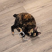 Tootsie is registered to the contest to win money with this photo: cat, tortoiseshell, pet, animal, playing, floor, wooden_floor, shoelace, domestic, indoor, fur, whiskers, ears, eyes, paws, curious, cute, laying, toy, household