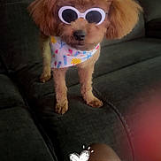 Brielle joined the competition — help win amazing prizes! dog, sunglasses, bandana, brown, fluffy, pet, couch, indoor, animal, cute, fashion, accessory, portrait, standing, funny, home, cozy, leg, text_overlay, heart