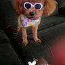 dog, sunglasses, bandana, brown, fluffy, pet, couch, indoor, animal, cute, fashion, accessory, portrait, standing, funny, home, cozy, leg, text_overlay, heart