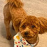 Brielle is registered to the contest to win money with this photo: dog, brown_dog, bandana, pet, animal, fur, cute, indoor, floor, looking_up, small_dog, playful, canine, tail, ears, adorable, companion, domestic_animal, standing, curious