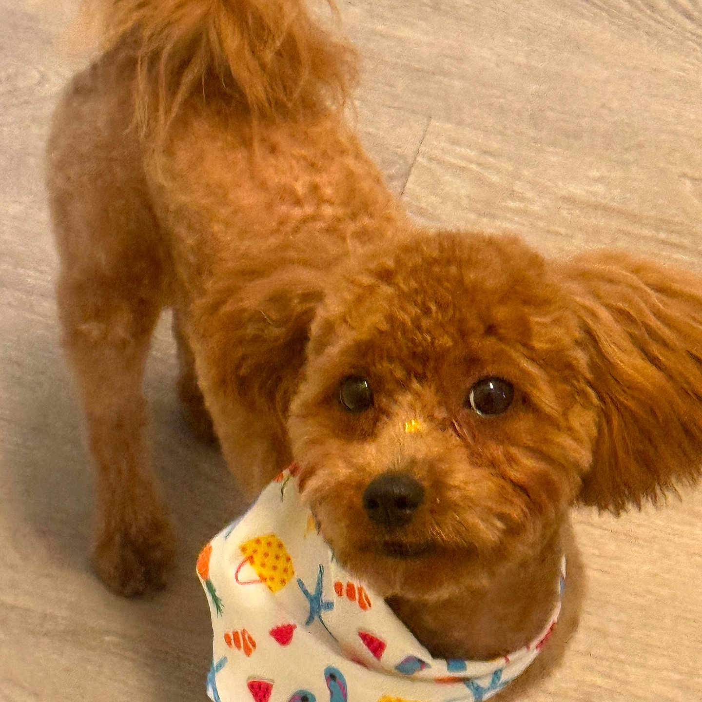 Brielle is registered to the contest to win money with this photo: dog, brown_dog, bandana, pet, animal, fur, cute, indoor, floor, looking_up, small_dog, playful, canine, tail, ears, adorable, companion, domestic_animal, standing, curious