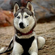 Yumi participe au concours pour gagner de l'argent avec cette photo : animal, beach, blue_eyes, canine, close_up, collar, dog, ears, furry, harness, husky, lying_down, nature, outdoor, pet, portrait, resting, sand, snout, watchful