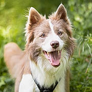 Octavio a rejoint le concours — aidez-le/la à gagner de superbes lots ! animal, canine, closeup, collar, daylight, dog, ears, eyes, friendly, fur, greenery, happy, muzzle, nature, outdoor, pet, playful, portrait, smiling, tongue