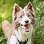 animal, canine, closeup, collar, daylight, dog, ears, eyes, friendly, fur, greenery, happy, muzzle, nature, outdoor, pet, playful, portrait, smiling, tongue