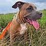 dog, canine, brown_coat, tongue_out, leash, collar, grass, outdoor, field, nature, pet, animal, happy, sitting, portrait, daytime, cloudy_sky, closeup, muzzle, ears
