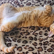 Archie is registered to the contest to win money with this photo: cat, orange_cat, white_fur, lying_down, upside_down, fluffy, pet, collar, animal, cute, leopard_print, blanket, indoor, relaxed, fur, whiskers, paws, tail, looking, playful