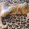 cat, orange_cat, white_fur, lying_down, upside_down, fluffy, pet, collar, animal, cute, leopard_print, blanket, indoor, relaxed, fur, whiskers, paws, tail, looking, playful