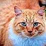 cat, orange_cat, blue_eyes, fluffy, close_up, pet, animal, whiskers, ears, fur, outdoor, greenery, nature, cute, feline, portrait, mammal, domestic_animal, looking_at_camera, soft_background