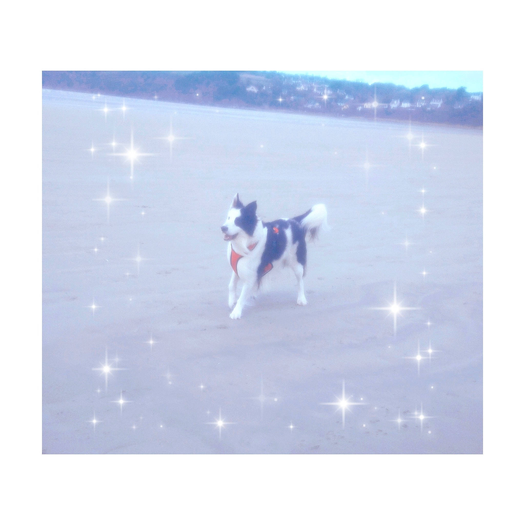 Kooki a rejoint le concours — aidez-le/la à gagner de superbes lots ! carnivore, companion_dog, dog, dog_breed, electric_blue, horizon, landscape, natural_landscape, non_sporting_group, ocean, rectangle, sporting_group, square, tail, water, wind, working_animal, working_dog