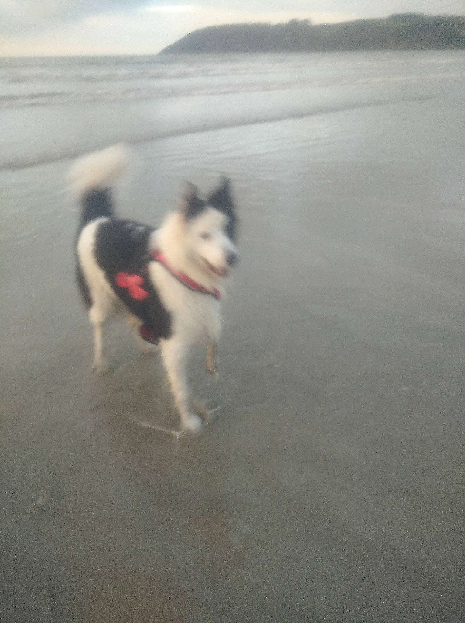 Kooki participe au concours pour gagner de l'argent avec cette photo : beach, body_of_water, carnivore, cloud, companion_dog, dog, dog_breed, herding_dog, horizon, lake, ocean, recreation, reservoir, sky, sled_dog, sporting_group, tail, water, wind, working_animal