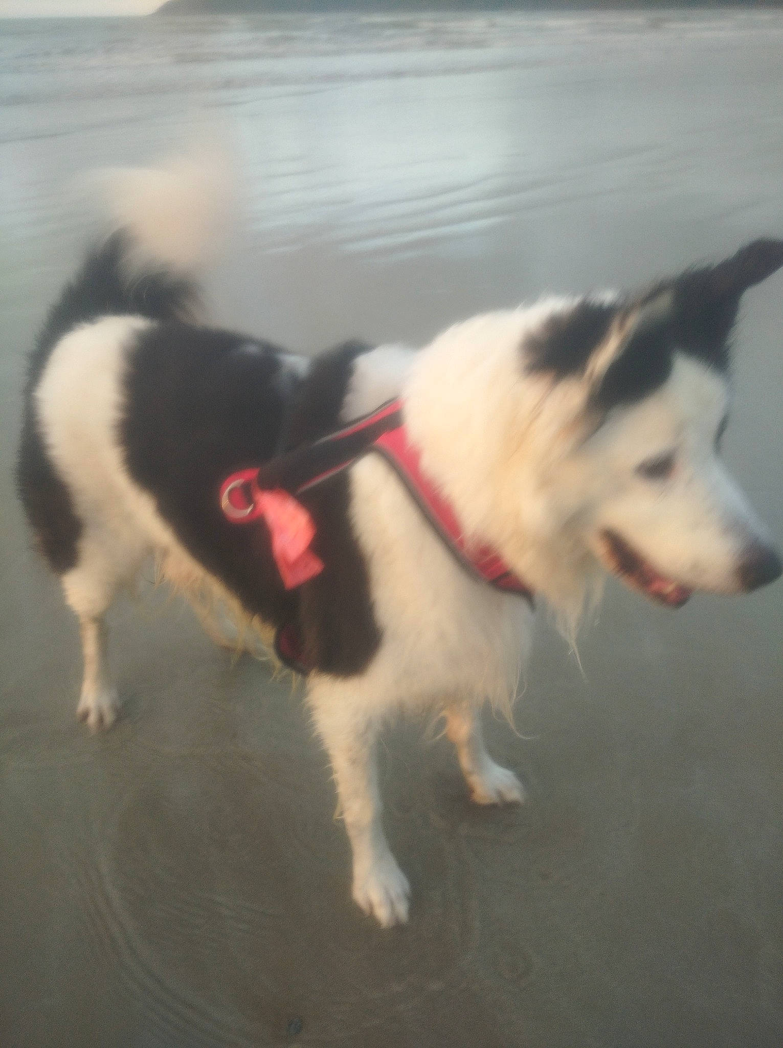 Kooki a rejoint le concours — aidez-le/la à gagner de superbes lots ! ancient_dog_breeds, canidae, carnivore, collar, companion_dog, dog, dog_breed, dog_collar, flooring, fur, herding_dog, non_sporting_group, pet_supply, snout, sporting_group, tail, working_animal, working_dog