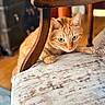 cat, ginger_cat, indoor, wooden_chair, cushion, curious, pet, animal, furniture, close_up, soft_light, texture, home, domestic_cat, paws, ears, green_eyes, wood, floor, background_blur