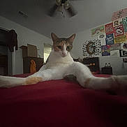 Mash is registered to the contest to win money with this photo: animal, cat, ceiling_fan, curious, decor, domestic_cat, furniture, home, indoor, legs, low_light, mirror, orange_white_cat, pet, posters, red_bedspread, relaxed, room, stretching, wall_art