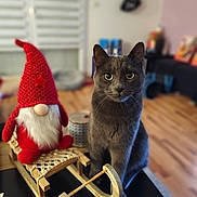 Tomy a rejoint le concours — aidez-le/la à gagner de superbes lots ! animal, blurred_background, cat, christmas, cozy, curious, cute, decor, furniture, gnome, grey_cat, guitar, holiday, indoor, pet, red_hat, table, toy, wooden_floor, wooden_sled