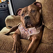 Lola joined the competition — help win amazing prizes! dog, brown_dog, pet, canine, harness, armchair, furniture, indoor, relaxed, lounging, closeup, portrait, face, paw, ears, snout, expression, living_room, cozy, texture