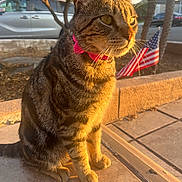 Tulip joined the competition — help win amazing prizes! cat, tabby, pet, animal, outdoor, sunlight, collar, pink_collar, flag, american_flag, tree, pavement, sidewalk, feline, whiskers, ears, shadow, daytime, nature, street