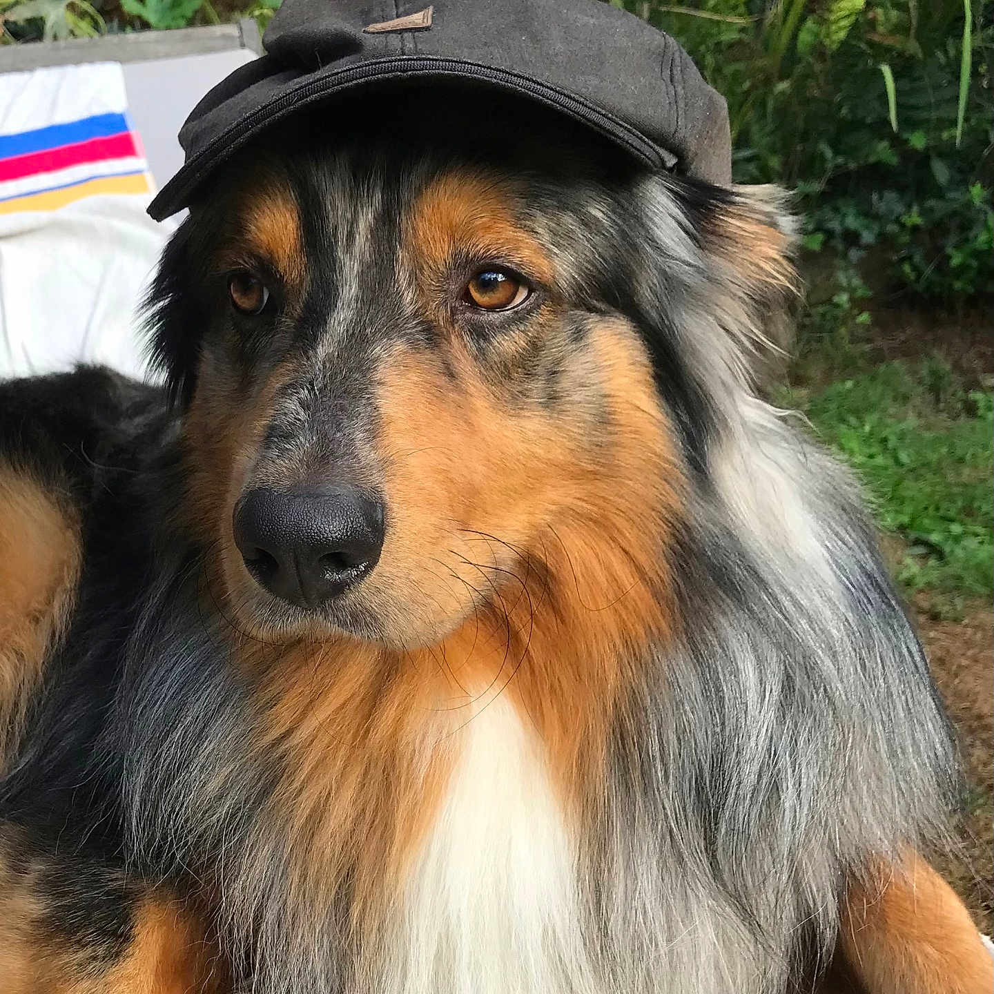 Skipper