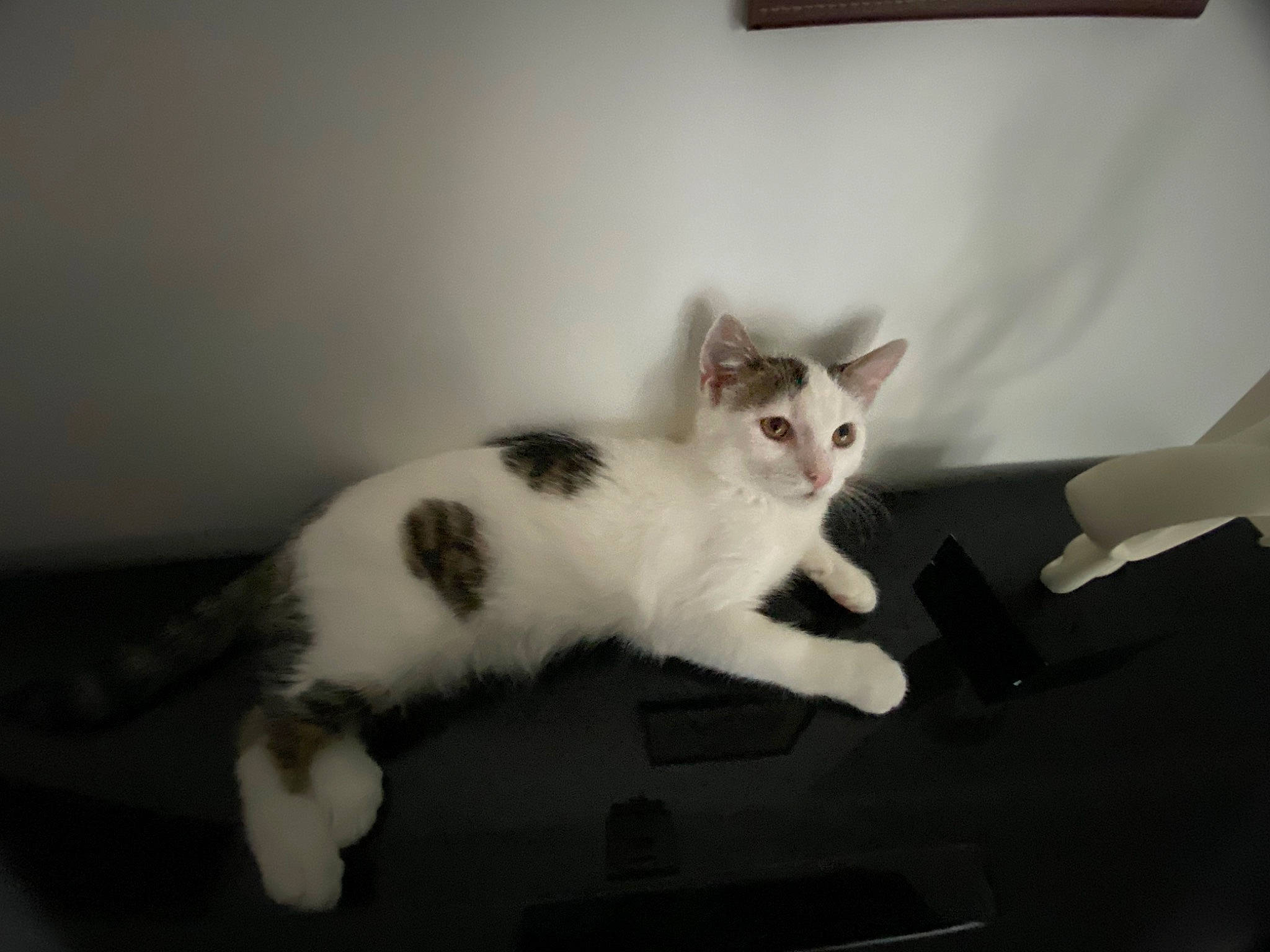 Tokyo a rejoint le concours — aidez-le/la à gagner de superbes lots ! carnivore, cat, comfort, domestic_short_haired_cat, felidae, fur, metal, paw, small_to_medium_sized_cats, snout, tail, whiskers, wood