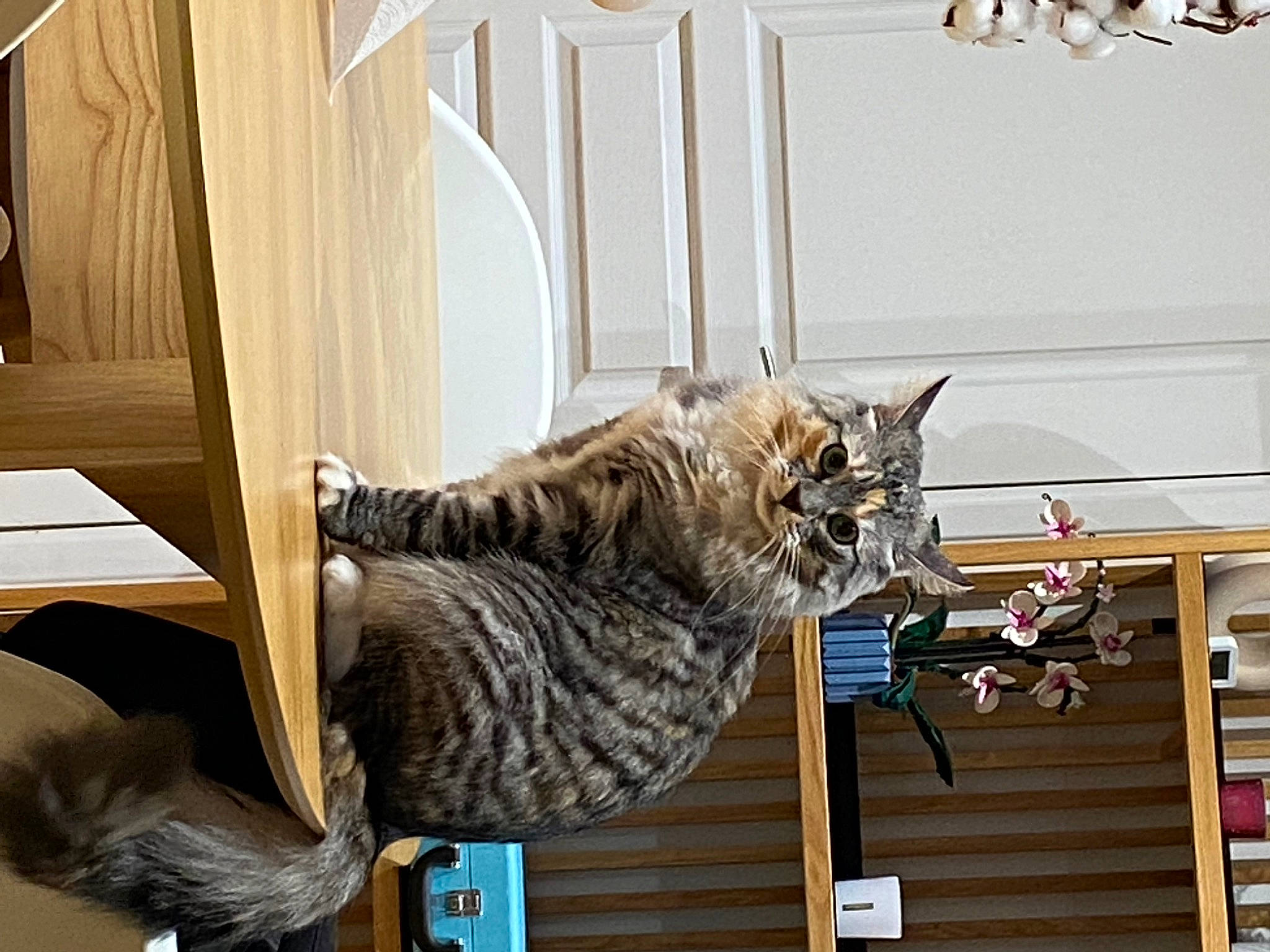 Nara a rejoint le concours — aidez-le/la à gagner de superbes lots ! carnivore, cat, comfort, domestic_short_haired_cat, felidae, flooring, fur, hardwood, military_camouflage, room, small_to_medium_sized_cats, tail, tree, whiskers, wood