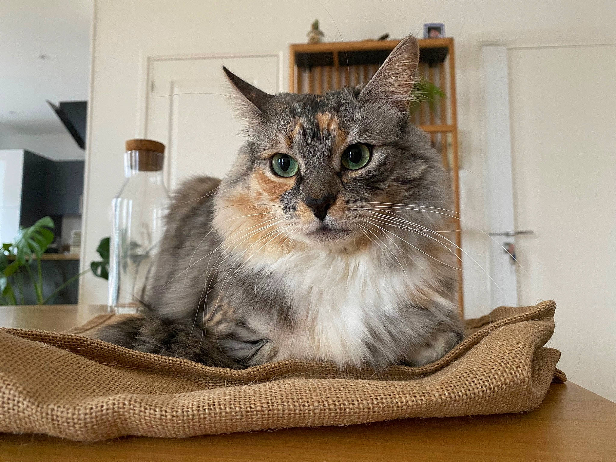 Nara participe au concours pour gagner de l'argent avec cette photo : box, cardboard, carnivore, cat, cat_supply, comfort, domestic_short_haired_cat, felidae, flooring, fur, hardwood, houseplant, paw, plant, room, shelf, small_to_medium_sized_cats, whiskers, window, wood
