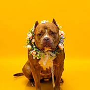Mia joined the competition — help win amazing prizes! dog, brown_dog, floral_wreath, flowers, yellow_background, sitting, pet, portrait, animal, studio_photo, adorable, cute, domestic_animal, canine, flower_crown, looking_at_camera, indoor, isolated, decorative, calm