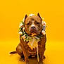 dog, brown_dog, floral_wreath, flowers, yellow_background, sitting, pet, portrait, animal, studio_photo, adorable, cute, domestic_animal, canine, flower_crown, looking_at_camera, indoor, isolated, decorative, calm